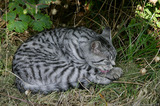  A8V5543 Cat lying in a bush